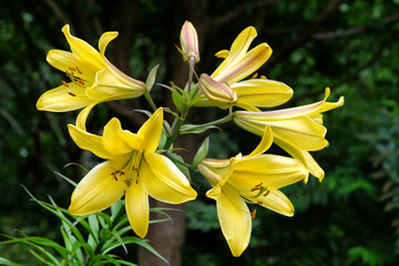 Giant yellow asiatic lily in flower during the summer months