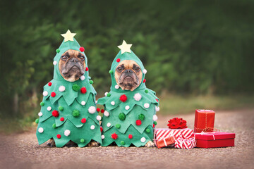 Dogs in Christmas costumes. Two French Bulldogs dresses up as funny Christmas trees with baubles...