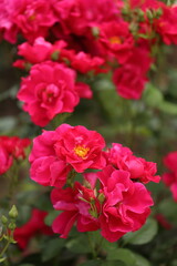 Close-up of garden rose blooming in the summer in the garden