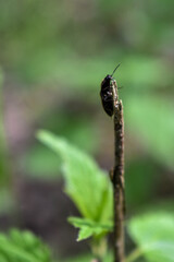 insects on a tree branch in the forest