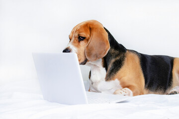 funny dog beagle looks at a laptop and lies on the bed on a gray background