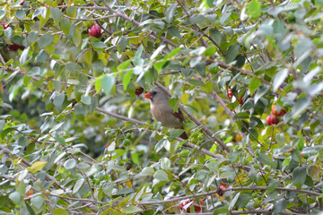 bird on a branch