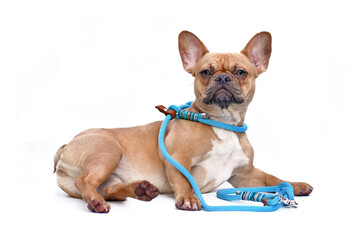 Dog modelling collar and leash set. A fawn colored French Bulldog wearing a teal retriever rope leash set while lying down isolated on white background