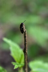insects on a tree branch in the forest