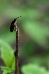 insects on a tree branch in the forest