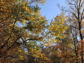 Herbstlicher Wald mit Laubfärbung