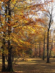 Naklejka premium Bunter Wald im Herbst