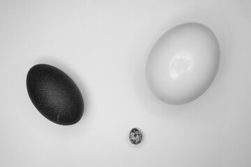 Quail, ostrich, emu and goose eggs on a white background.