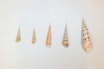 Group of marine multi-colored spiral shells on a white background.