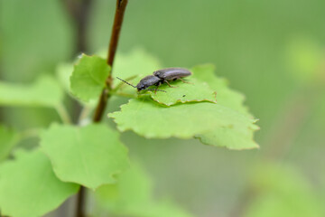 insects on a tree branch in the forest