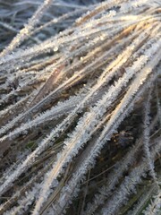 crystals of pure innocence