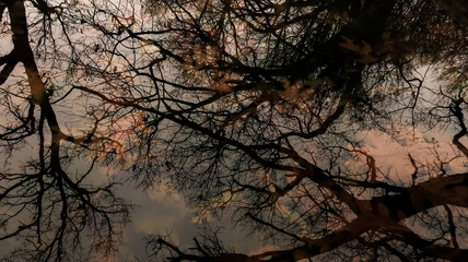 Ramas reflejadas en estanque 