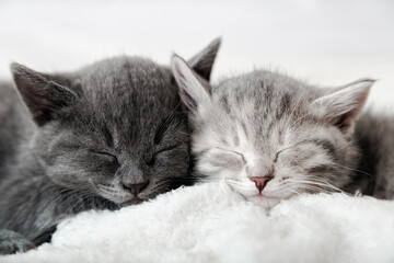 Couple fluffy kitten sleep on blanket. Little baby gray and tabby adorable cat in love are hugging. Cosiness Sleeping kittens muzzles. Animal pet portrait Close up.