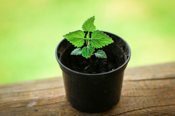 Fresh green young sprouts of Melissa, fresh green mint in a container. Mint Melissa grows in the soil. Blurred green background with copy space.