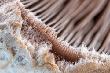 Macro of a white edible mushroom