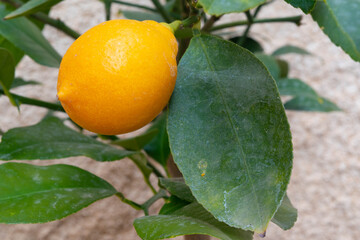 Closeup of a small lemon with a green leaf with some cobweb from a small lemon tree