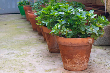 Perspective of several clay pots placed in line on the ground with green plants