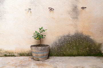 Lemon tree planted in a wooden barrel and placed alone in a damp patio