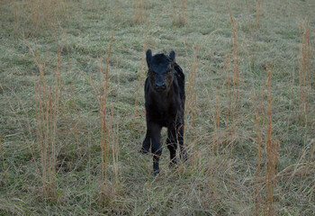 Retrato acercamiento a ternero recién nacido en el campo