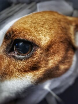 Jack Russel terier