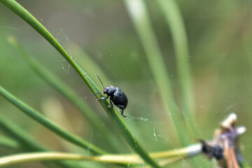 insects on a tree branch in the forest