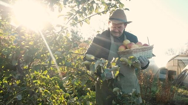 elderly farmer of 60 years old picks apples from a tree in a box. The concept of natural, healthy food. To work in the garden. Part-time work for pensioners in agriculture. business.