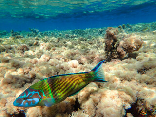 Fototapeta na wymiar A beautiful fish colorful. Beautiful fish swimming in the clear underwater Mediterranean Sea, fish ornate wrasse (Thalassoma pavo)