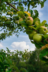 Apfel an Apfelbaum, grüne Äpfel am Baum