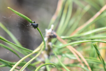insects on a tree branch in the forest