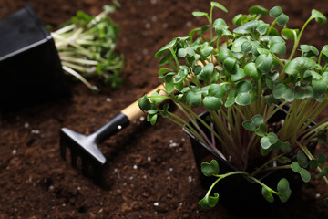 Fresh organic microgreen and rake on soil in garden, closeup
