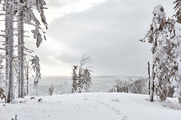 In winter, a trail in the mountains surrounded by snow-covered trees, Beskidy Mountains, Poland