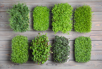 Fresh organic microgreens assortment on grey wooden table, flat lay
