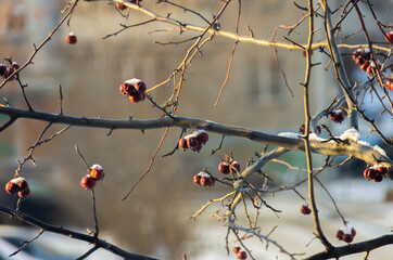 wild apple tree with snow cover growing in the city