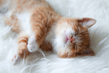 Small blond fur cat sleeping happily on white background