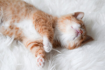 Small blond fur cat sleeping on white background