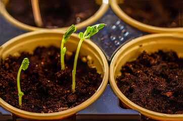 Young green cultivated sprouts closeup. Ecology, cultivation, home agriculture hobby, Spring work in the garden