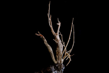 decorative creative and artistic materials made from dead branches