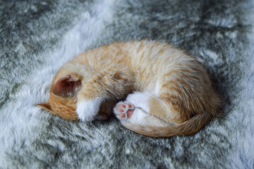 Small cat with blond fur on white and gray background
