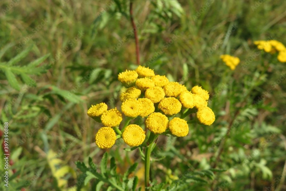 Wall mural Yellow tansy flowers in the field, closeup