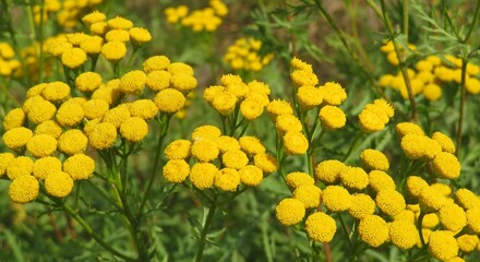 Panoramic view of yellow tansy flowers in the meadow