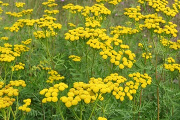 Field of yellow tansy flowers, closeup