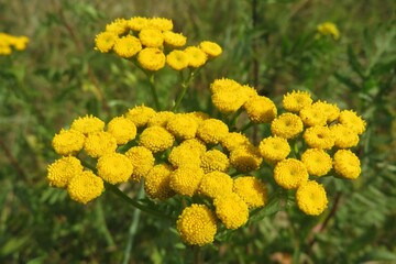 Beautiful yellow tansy flowers in the field, closeup