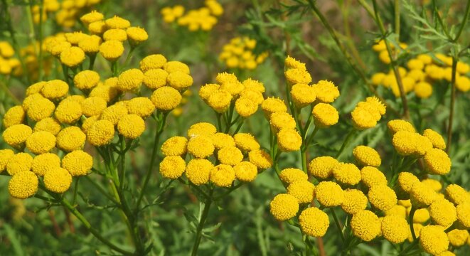 Panoramic view of beautiful tansy flowers in the meadow