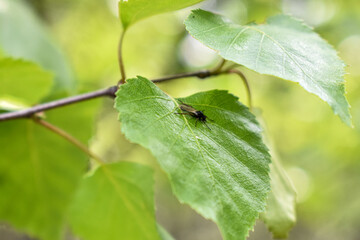 insects on a tree branch in the forest