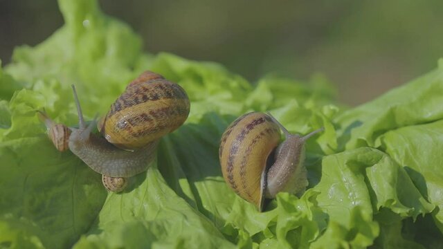 Helix Aspersa Maxima close up on the grass. Helix Aspersa Muller in on a green background in the grass. Growing snails. Snail farm