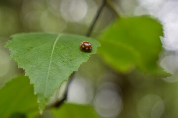 insects on a tree branch in the forest