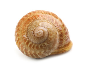 Common garden snail in shell on white background