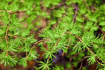 beautiful and juicy green fir branch, soft needles, new year, holiday