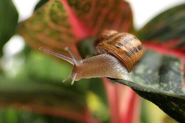 Common garden snail crawling on leaf, closeup