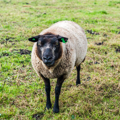 Naklejka premium Dutch brown sheep on the grass. Sheep in Zaanse Schans.